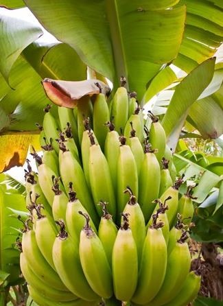 Bananas in a tree